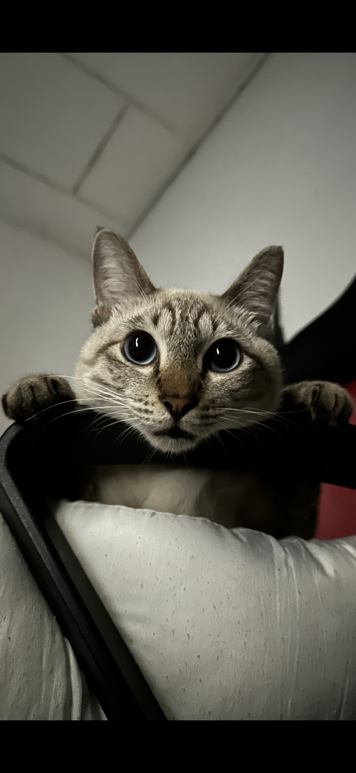 Pet 1